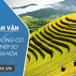 Viết đoạn văn tả cánh đồng lúa trong đó có sử dụng biện pháp so sánh và nhân hóa