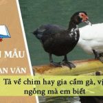 Viết đoạn văn tả về chim hay gia cầm gà, vịt, ngỗng mà em biết