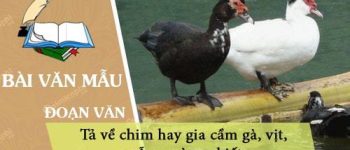 Viết đoạn văn tả về chim hay gia cầm gà, vịt, ngỗng mà em biết