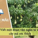 Viết một đoạn văn ngắn tả về cây mà em thích