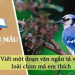 Viết một đoạn văn ngắn tả về loài chim mà em thích