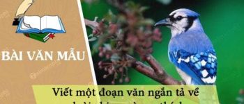 Viết một đoạn văn ngắn tả về loài chim mà em thích