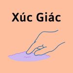 Xúc giác là gì? Vai trò và chức năng của xúc giác